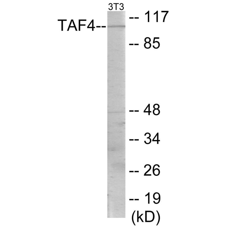 Western Blot - TAF4 Cell Based ELISA Kit (CB5764) - Antibodies.com