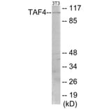 Western Blot - TAF4 Cell Based ELISA Kit (CB5764) - Antibodies.com