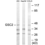 Western Blot - GSC2 Cell Based ELISA Kit (CB5779) - Antibodies.com