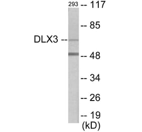 Western Blot - DLX3 Cell Based ELISA Kit (CB5789) - Antibodies.com