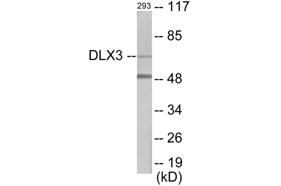 Western Blot - DLX3 Cell Based ELISA Kit (CB5789) - Antibodies.com