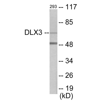 Western Blot - DLX3 Cell Based ELISA Kit (CB5789) - Antibodies.com