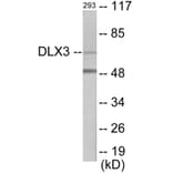 Western Blot - DLX3 Cell Based ELISA Kit (CB5789) - Antibodies.com