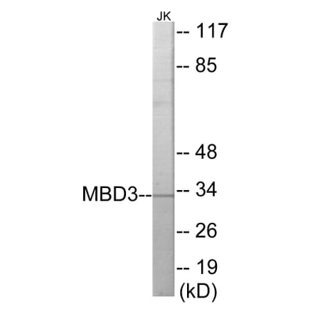 Western Blot - MBD3 Cell Based ELISA Kit (CB5826) - Antibodies.com