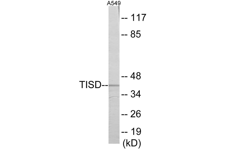 Western Blot - TISD Cell Based ELISA Kit (CB5897) - Antibodies.com