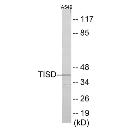 Western Blot - TISD Cell Based ELISA Kit (CB5897) - Antibodies.com