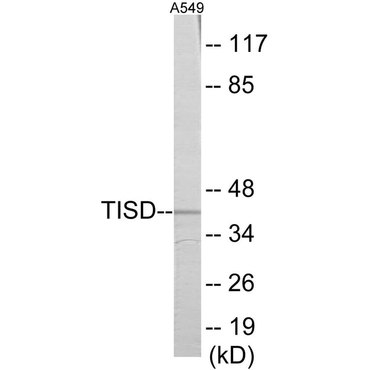 Western Blot - TISD Cell Based ELISA Kit (CB5897) - Antibodies.com