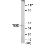 Western Blot - TISD Cell Based ELISA Kit (CB5897) - Antibodies.com