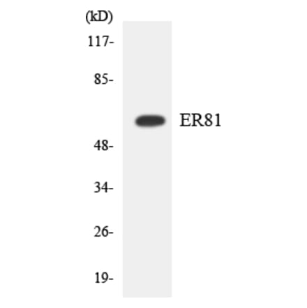 Western Blot - ER81 Cell Based ELISA Kit (CB5905) - Antibodies.com
