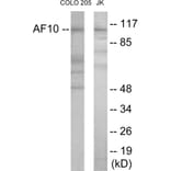 Western Blot - AF10 Cell Based ELISA Kit (CB5925) - Antibodies.com