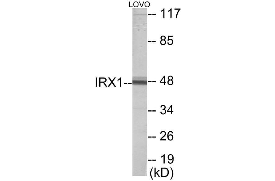 Western Blot - IRX1 Cell Based ELISA Kit (CB5939) - Antibodies.com