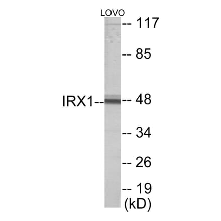 Western Blot - IRX1 Cell Based ELISA Kit (CB5939) - Antibodies.com