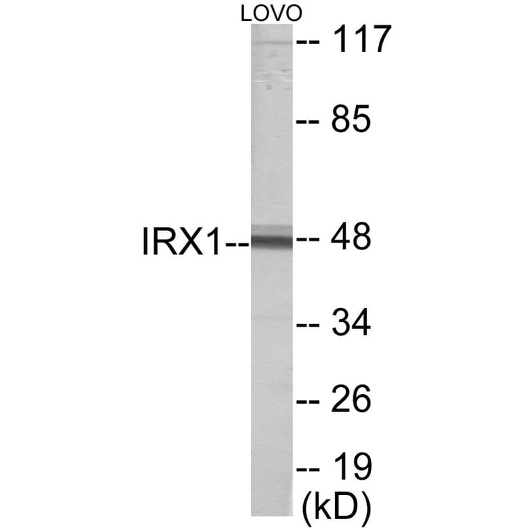 Western Blot - IRX1 Cell Based ELISA Kit (CB5939) - Antibodies.com