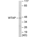 Western Blot - WTAP Cell Based ELISA Kit (CB6011) - Antibodies.com