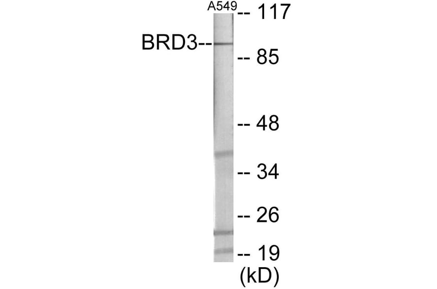 Western Blot - BRD3 Cell Based ELISA Kit (CB6012) - Antibodies.com