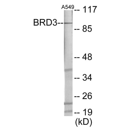 Western Blot - BRD3 Cell Based ELISA Kit (CB6012) - Antibodies.com