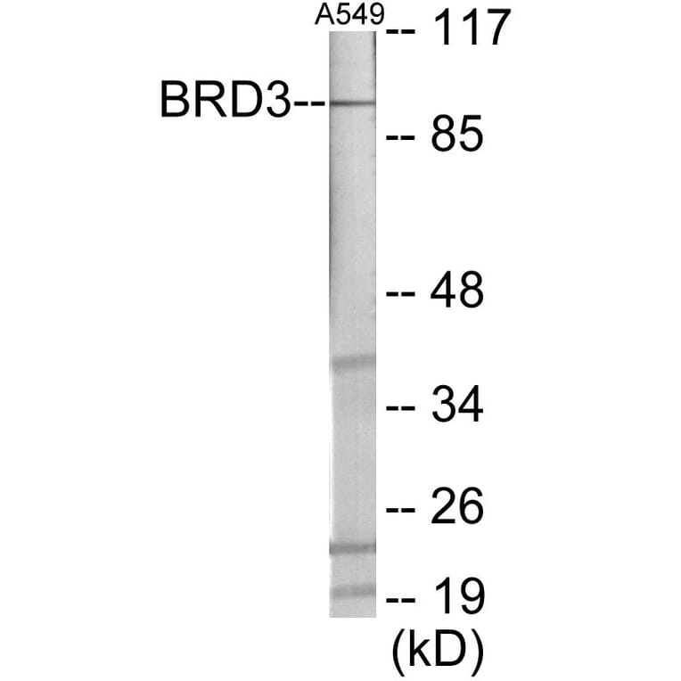 Western Blot - BRD3 Cell Based ELISA Kit (CB6012) - Antibodies.com