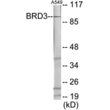 Western Blot - BRD3 Cell Based ELISA Kit (CB6012) - Antibodies.com