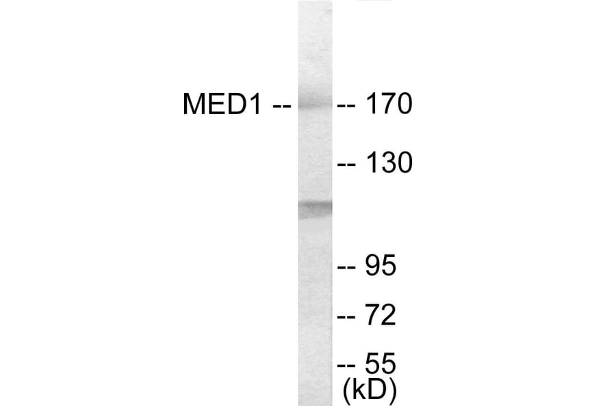 Western Blot - MED1 Cell Based ELISA Kit (CB6026) - Antibodies.com