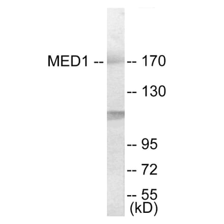 Western Blot - MED1 Cell Based ELISA Kit (CB6026) - Antibodies.com