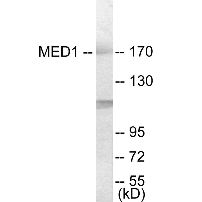 Western Blot - MED1 Cell Based ELISA Kit (CB6026) - Antibodies.com