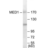 Western Blot - MED1 Cell Based ELISA Kit (CB6026) - Antibodies.com