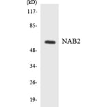 Western Blot - NAB2 Cell Based ELISA Kit (CB6030) - Antibodies.com