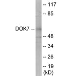 Western Blot - DOK7 Cell Based ELISA Kit (CB6044) - Antibodies.com