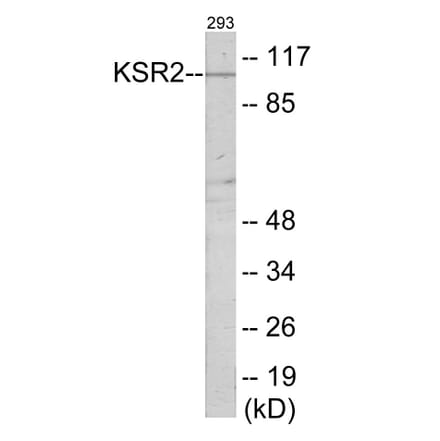 Western Blot - KSR2 Cell Based ELISA Kit (CB6065) - Antibodies.com