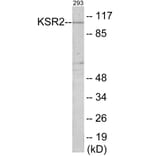 Western Blot - KSR2 Cell Based ELISA Kit (CB6065) - Antibodies.com