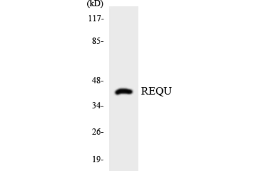 Western Blot - REQU Cell Based ELISA Kit (CB6101) - Antibodies.com