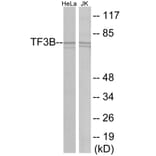 Western Blot - TF3B Cell Based ELISA Kit (CB6105) - Antibodies.com