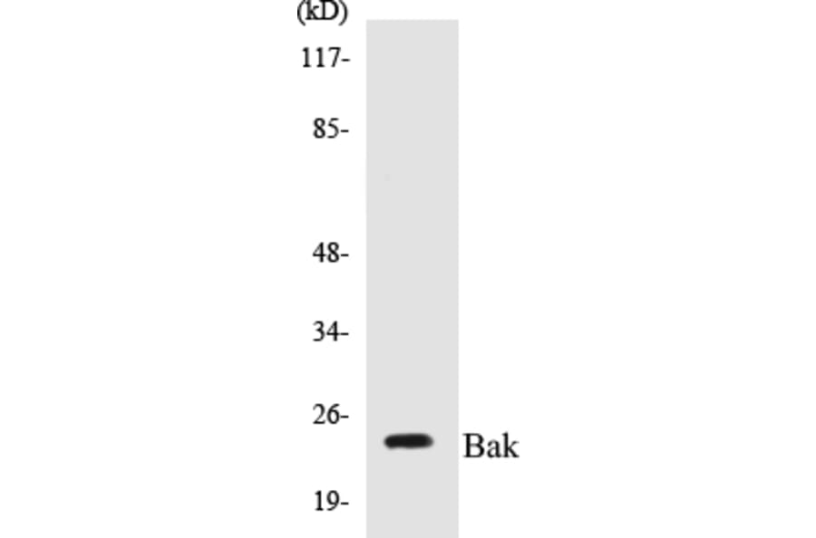 Western Blot - Bak Cell Based ELISA Kit (CB5065) - Antibodies.com