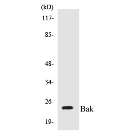 Western Blot - Bak Cell Based ELISA Kit (CB5065) - Antibodies.com
