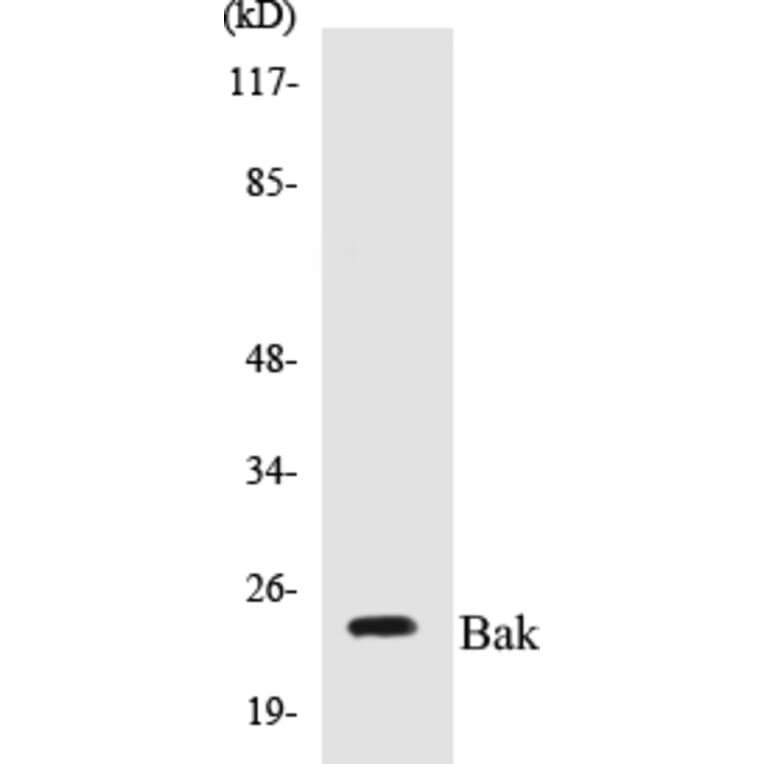 Western Blot - Bak Cell Based ELISA Kit (CB5065) - Antibodies.com