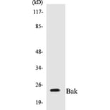 Western Blot - Bak Cell Based ELISA Kit (CB5065) - Antibodies.com