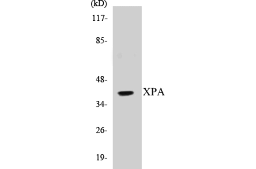Western Blot - XPA Cell Based ELISA Kit (CB5733) - Antibodies.com