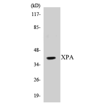 Western Blot - XPA Cell Based ELISA Kit (CB5733) - Antibodies.com