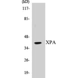 Western Blot - XPA Cell Based ELISA Kit (CB5733) - Antibodies.com