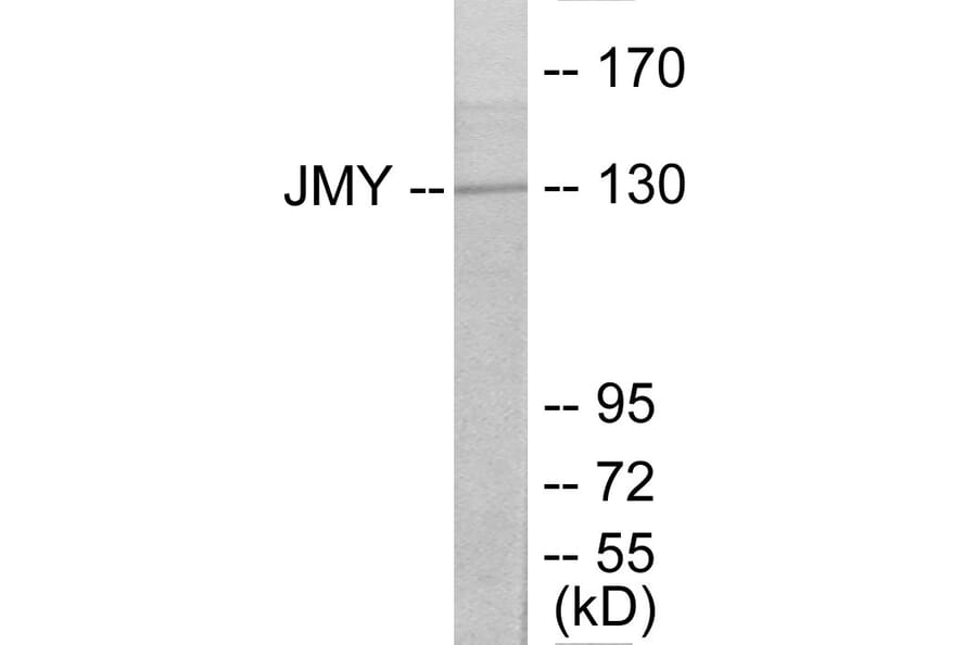 Western Blot - JMY Cell Based ELISA Kit (CB5761) - Antibodies.com