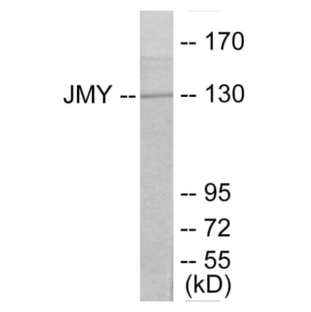 Western Blot - JMY Cell Based ELISA Kit (CB5761) - Antibodies.com