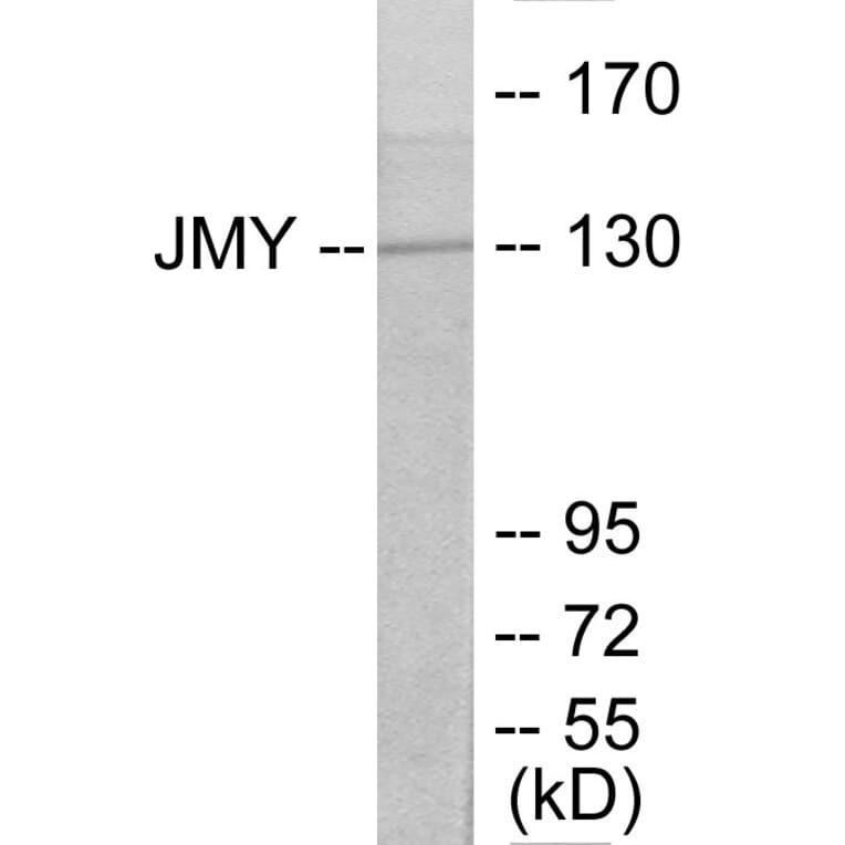Western Blot - JMY Cell Based ELISA Kit (CB5761) - Antibodies.com