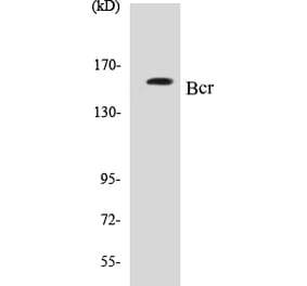 Western Blot - Bcr Cell Based ELISA Kit (CB5071) - Antibodies.com