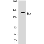 Western Blot - Bcr Cell Based ELISA Kit (CB5071) - Antibodies.com