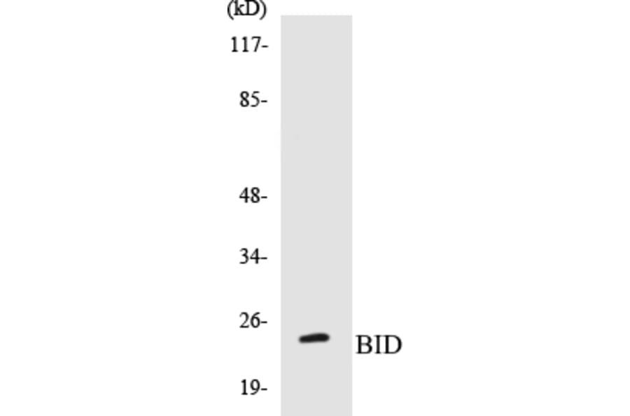 Western Blot - BID Cell Based ELISA Kit (CB5072) - Antibodies.com