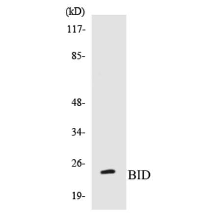 Western Blot - BID Cell Based ELISA Kit (CB5072) - Antibodies.com