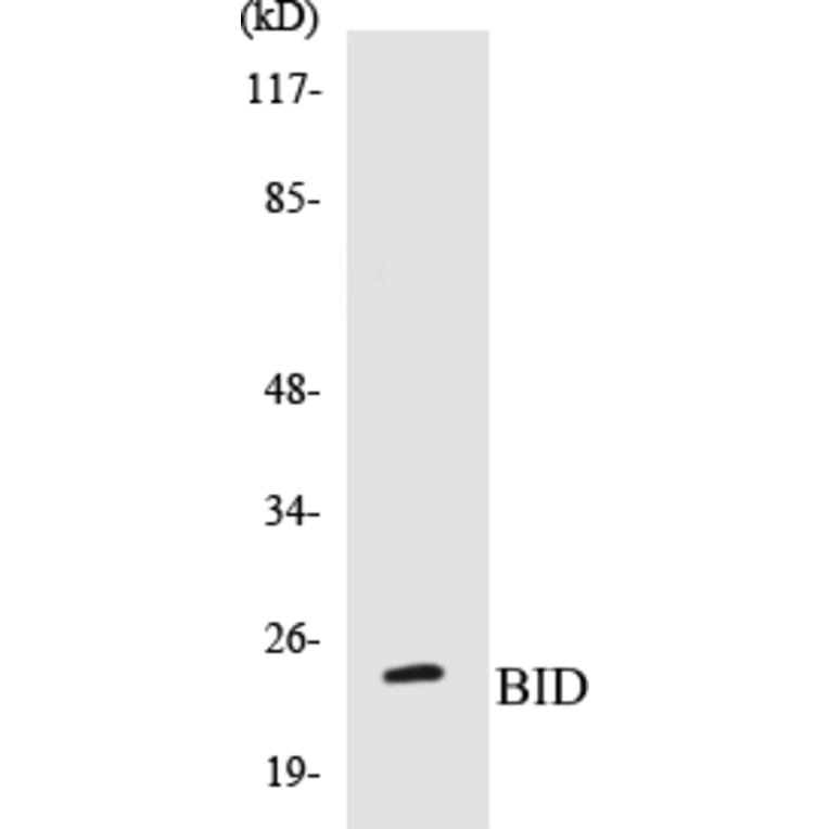 Western Blot - BID Cell Based ELISA Kit (CB5072) - Antibodies.com