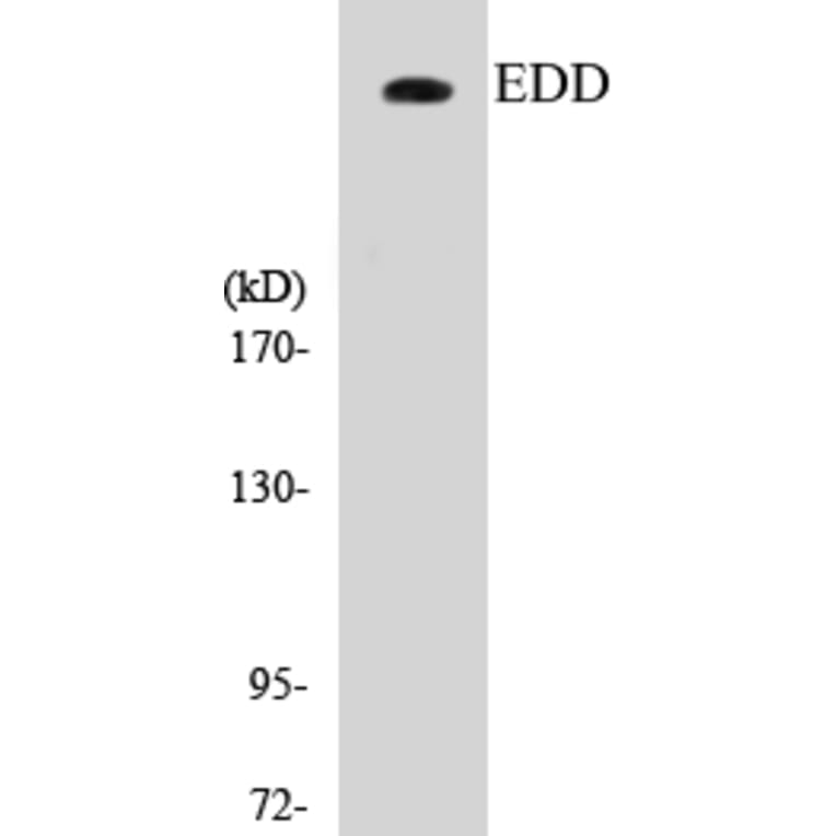 Western Blot - EDD Cell Based ELISA Kit (CB5219) - Antibodies.com