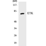 Western Blot - ETK Cell Based ELISA Kit (CB5251) - Antibodies.com
