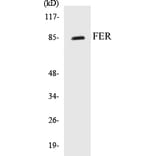 Western Blot - FER Cell Based ELISA Kit (CB5260) - Antibodies.com